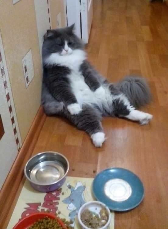 cat ate too much